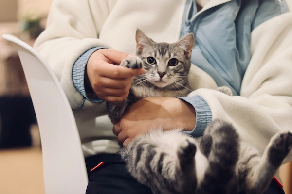 Veterinaria especialista examinando gato con problemas hormonales