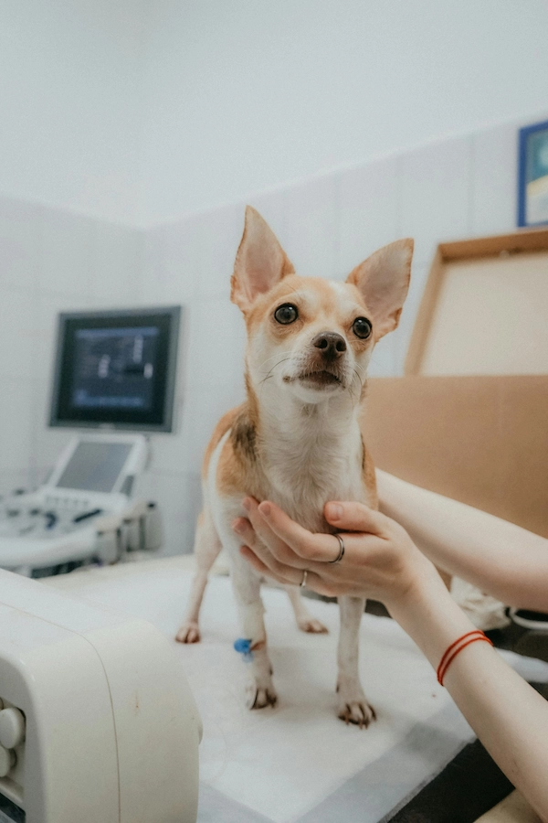Consulta veterinaria de endocrinología canina y felina